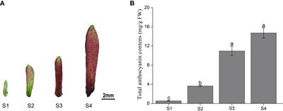Integrated transcriptomics and metabolomics analysis provide insight into anthocyanin biosynthesis for sepal color formation in Heptacodium miconioides